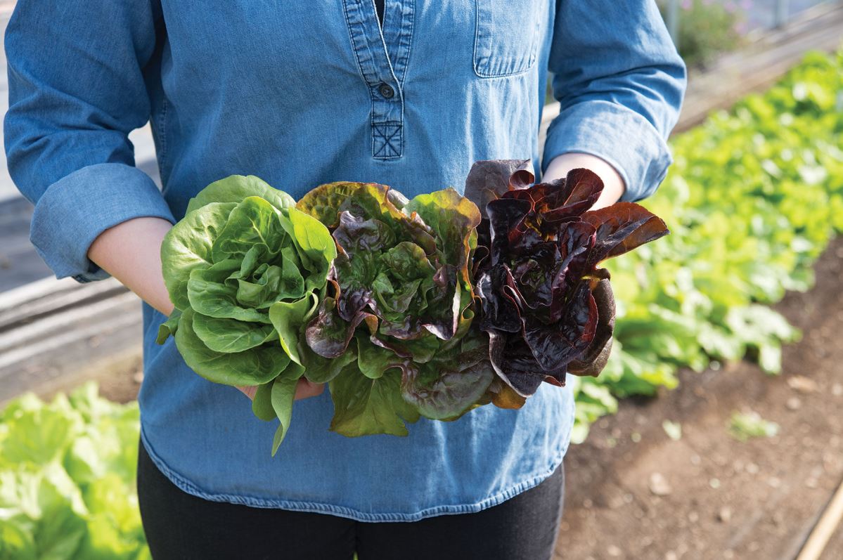Little Gem-Type Trio – Bibb Lettuce Varieties